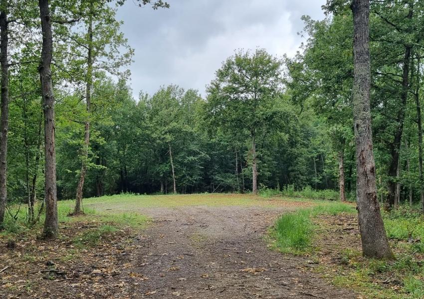Forêt de Chênes proche de Toulouse