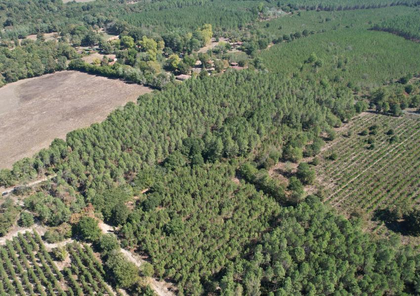 Forêt de production dans les Landes