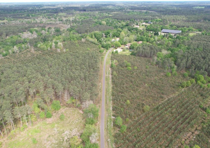 Forêt de Pins Maritimes dans Les Landes