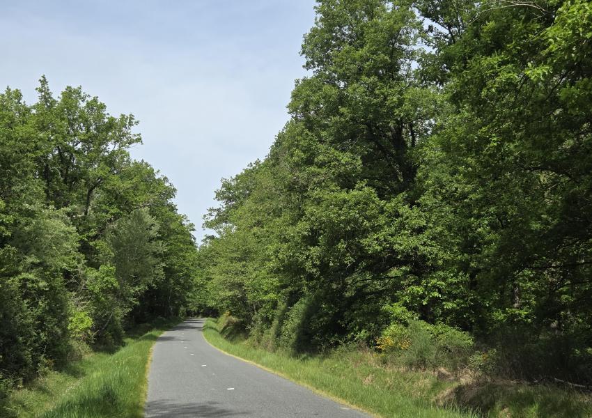 Forêt de Chênes dans l'Allier