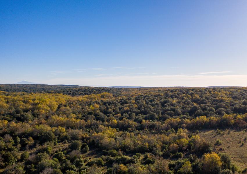 Forêt de loisirs au coeur du Gard
