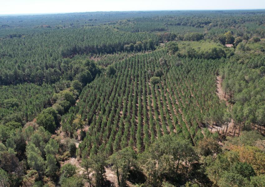 Forêt de production dans les Landes