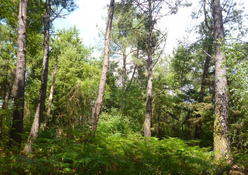 Propriété forestière au Nord de la Dordogne