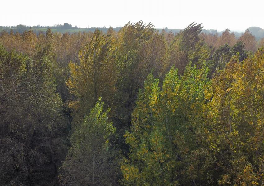 Forêt de loisir et de production proche du Touquet