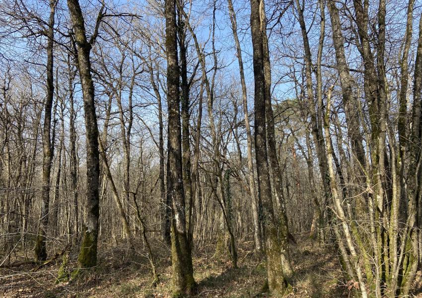 Propriété forestière dans le Parc Naturel Loire-Anjou-Touraine