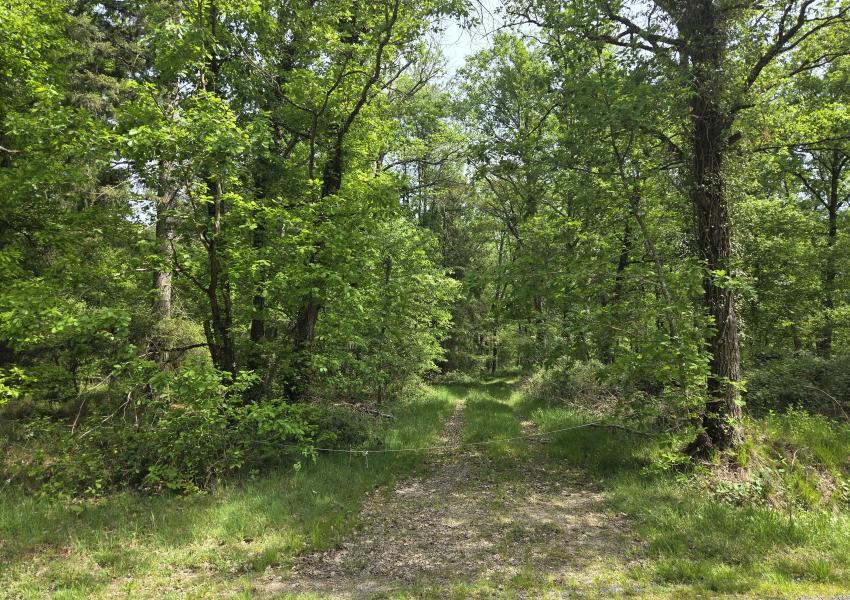 Forêt de Chênes dans l'Allier