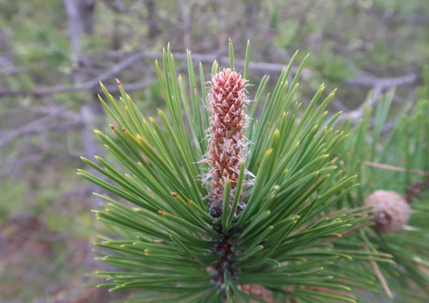 Forêt de production au cœur des Baronnies