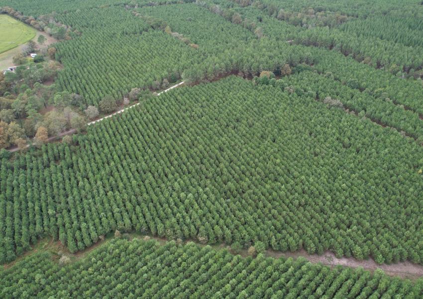Maison d'habitation et son airial au cœur des Landes