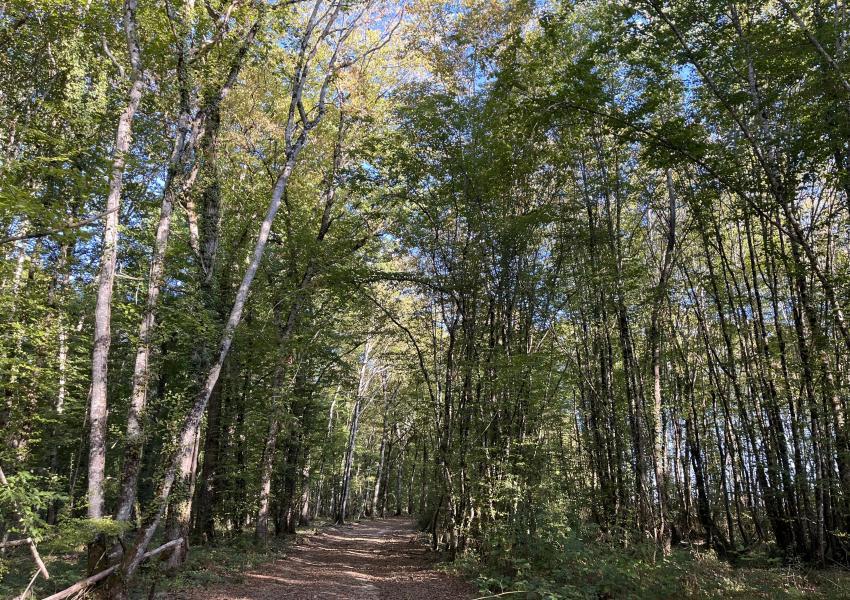 Forêt de production dans l'Yonne