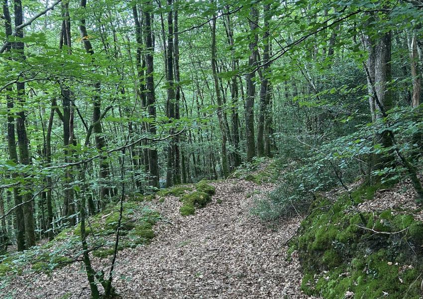 Forêt de production en Bretagne