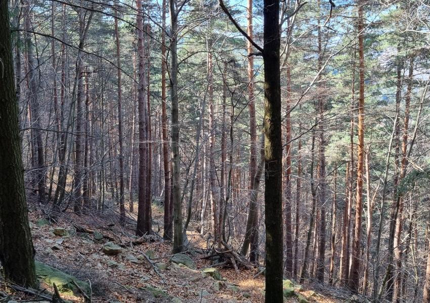 Forêt de production dans les Monts d'Ardèche en Auvergne Rhône Alpes