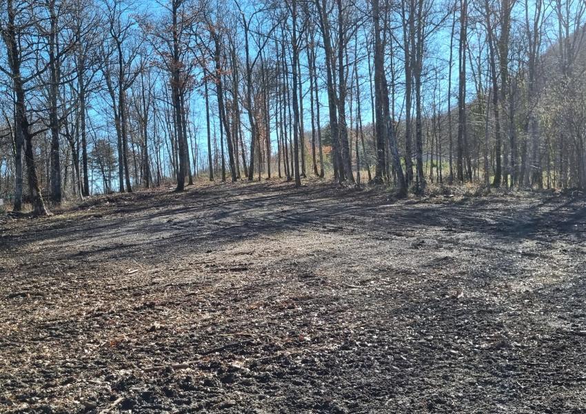 Forêt de Chênes proche de Toulouse