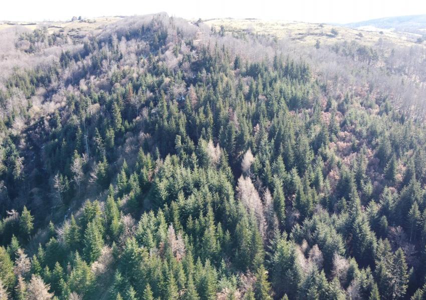 Forêt à haute valeur environnementale en Haute-Loire