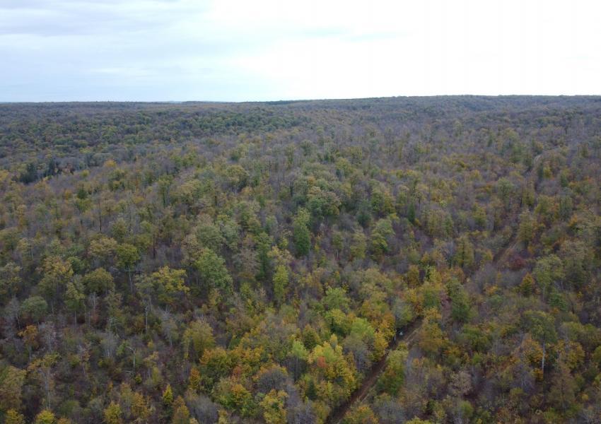 Terrain de Chasse dans le Grand Est