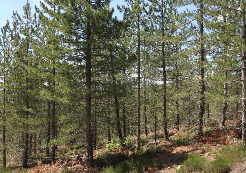 Forêt de Production en Ardèche