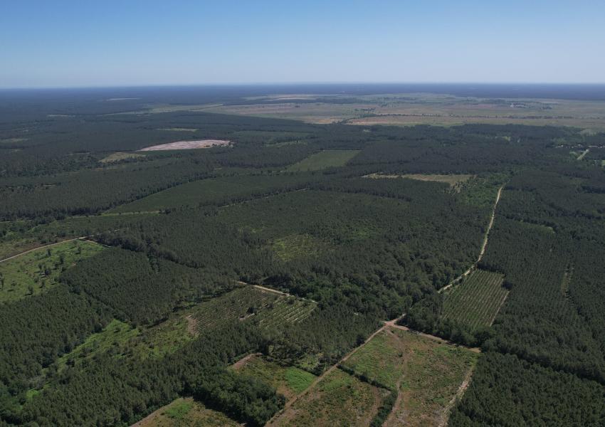 Forêt de Pin Maritime vers Bordeaux