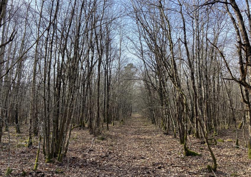 Propriété forestière dans le Parc Naturel Loire-Anjou-Touraine