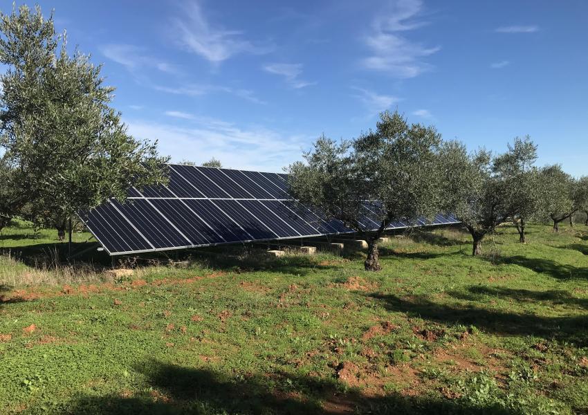 Oliveraie dans la région de l'Alentejo au Portugal