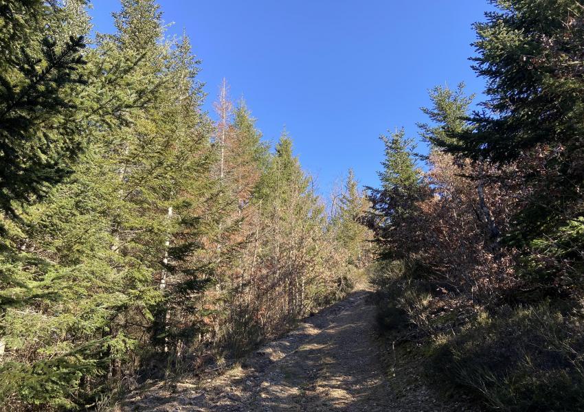 Forêt à haute valeur environnementale en Haute-Loire