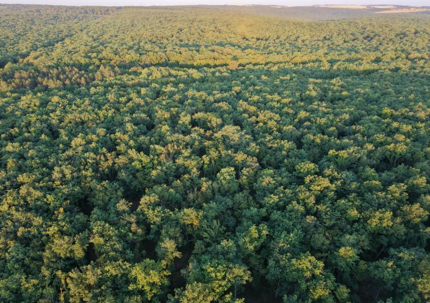 Forêt de production dans l'Yonne