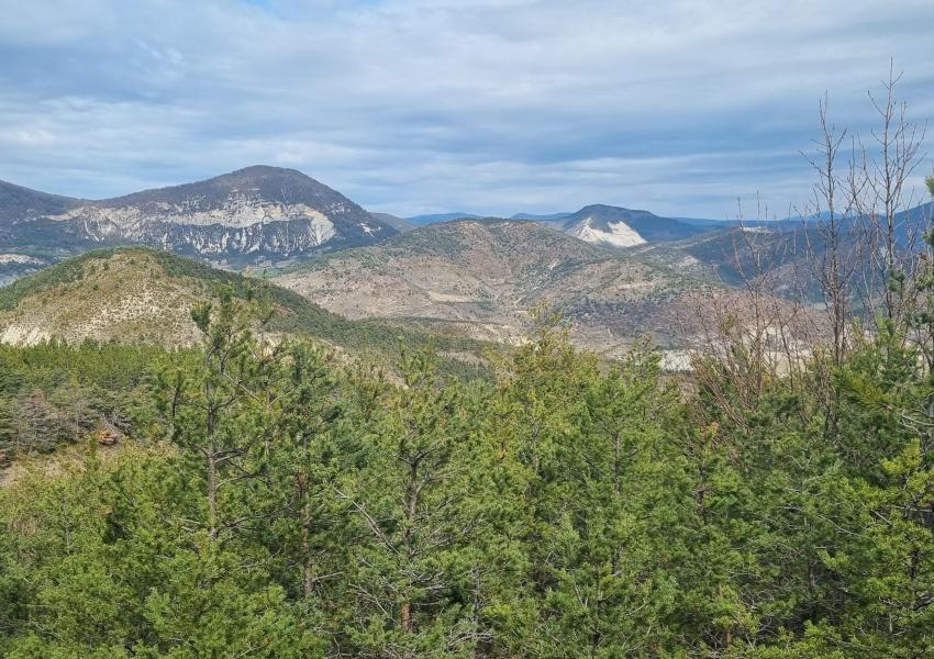 Forêt de production au cœur des Baronnies