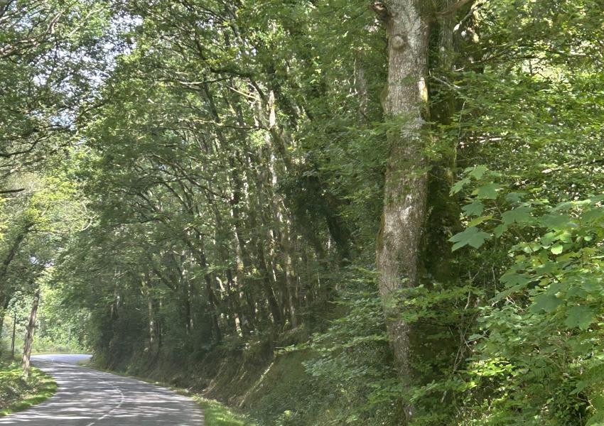 Forêt de production en Bretagne