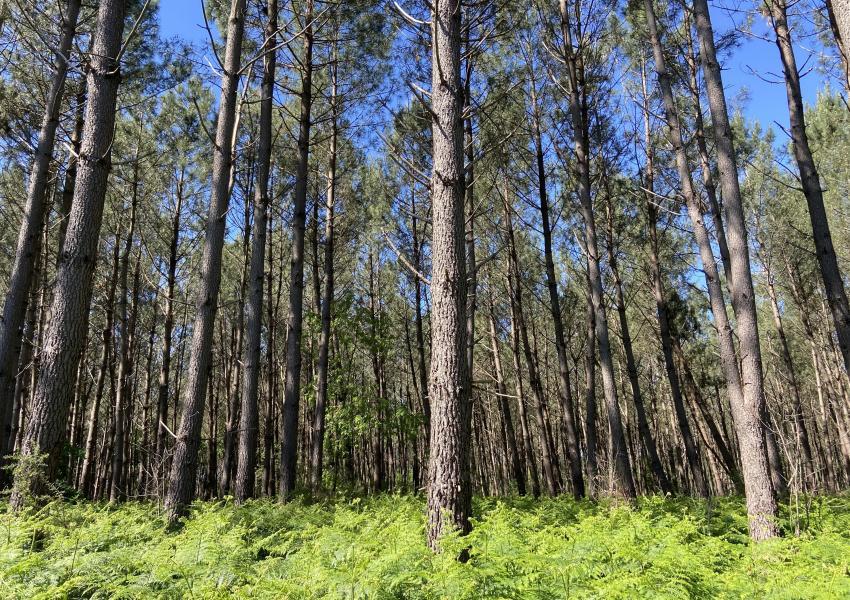 Propriété bâtie en bordure d'océan et au cœur des pins