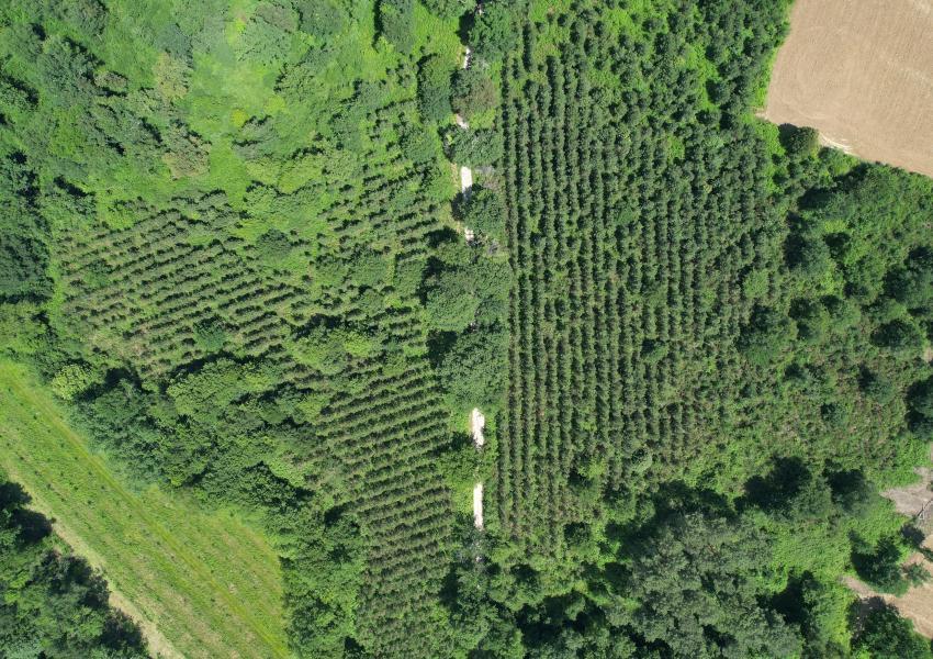 Propriété forestière dans le Lot-et-Garonne