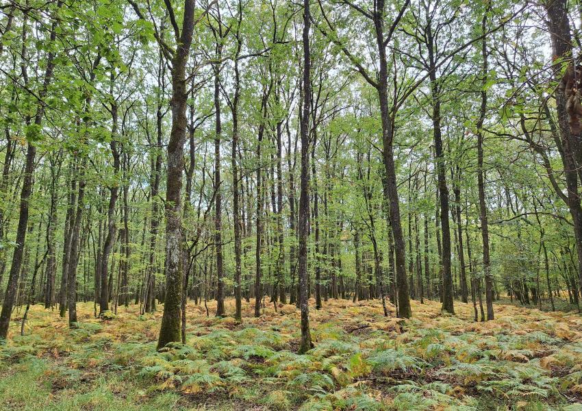 Exploitation céréalière & forestière