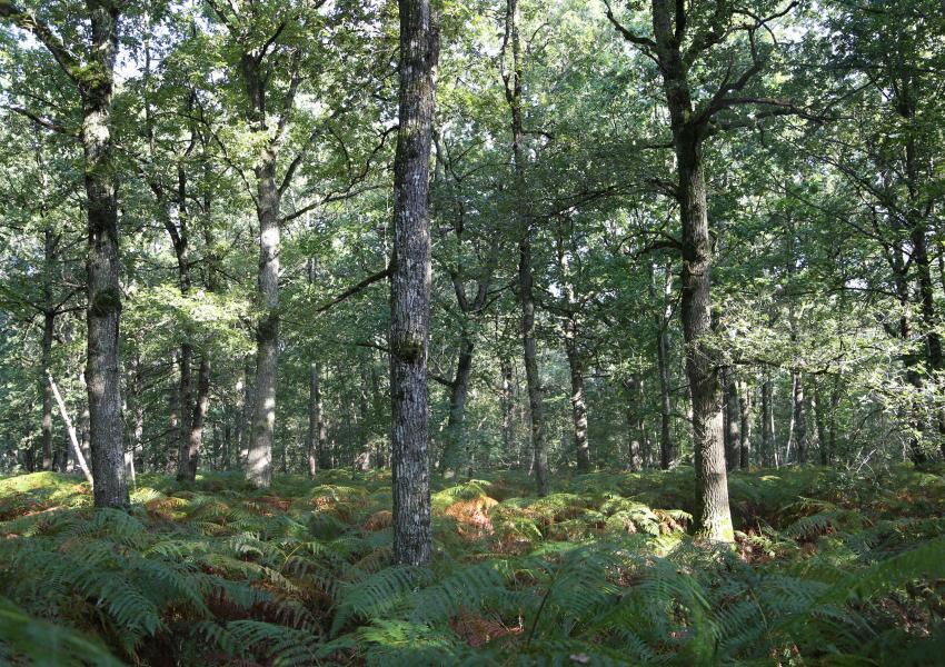 Propriété forestière en Sologne Bourbonnaise