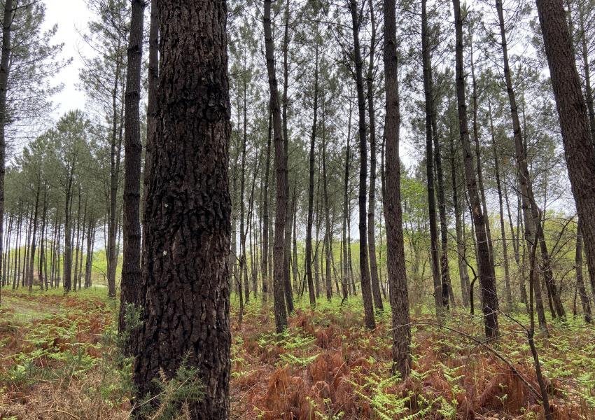 Forêt de Pins Maritimes dans Les Landes