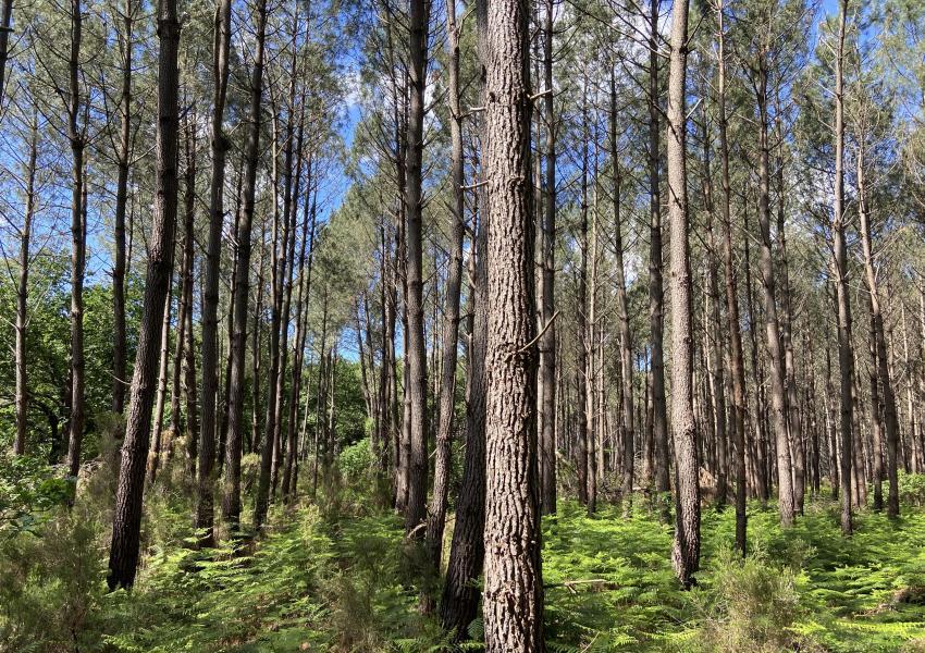 Propriété bâtie en bordure d'océan et au cœur des pins