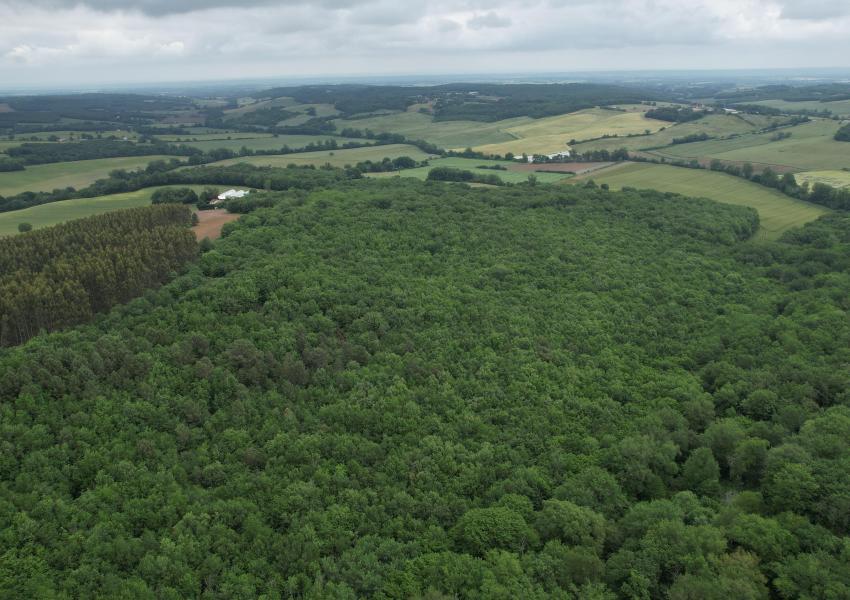 Forêt de feuillus en Haute-Garonne