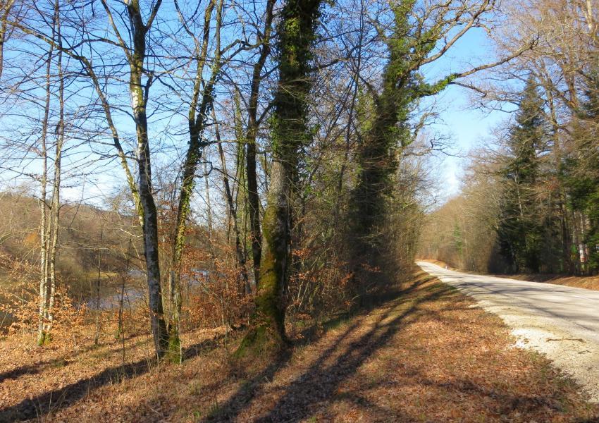 Propriété forestière avec étang
