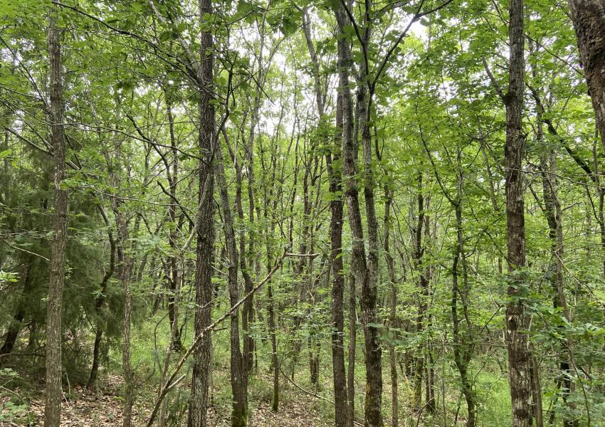 Forêt de feuillus en Haute-Garonne