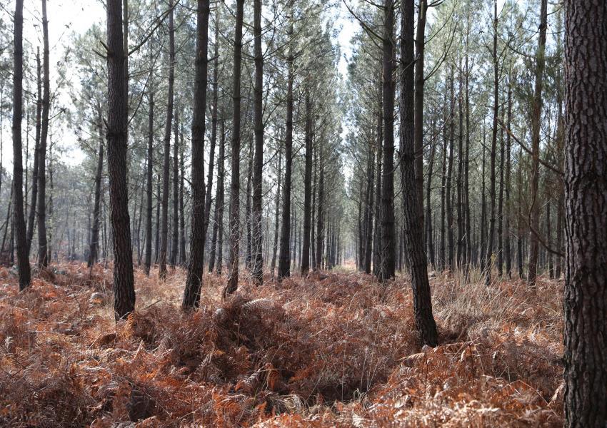 Foret En Charente Maritime Foret Investissement
