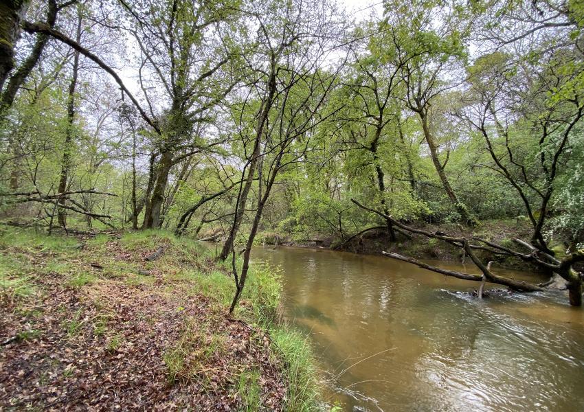 Forêt de Pins Maritimes dans Les Landes