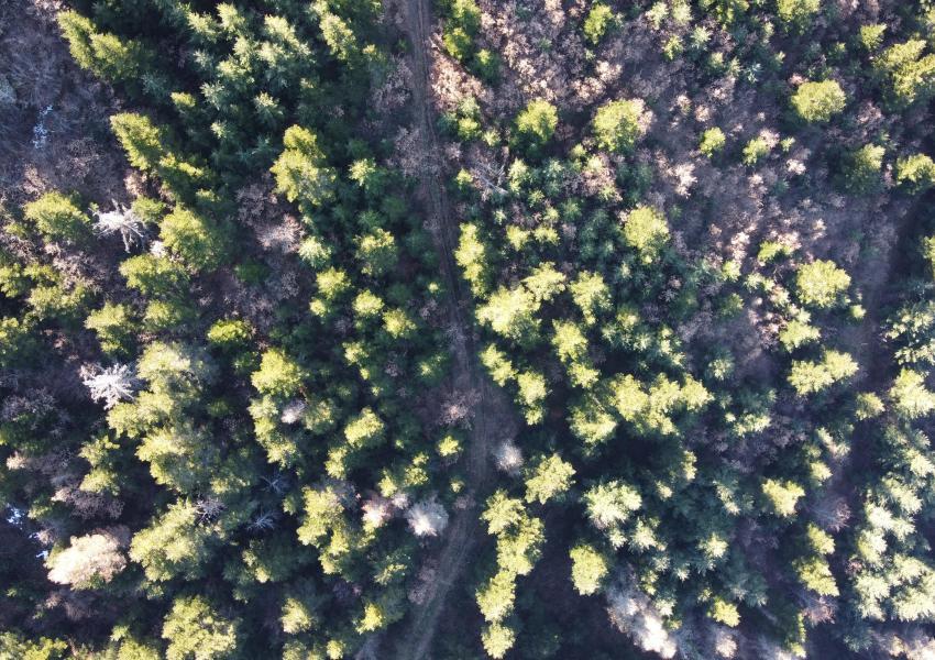 Forêt de production en Haute-Loire