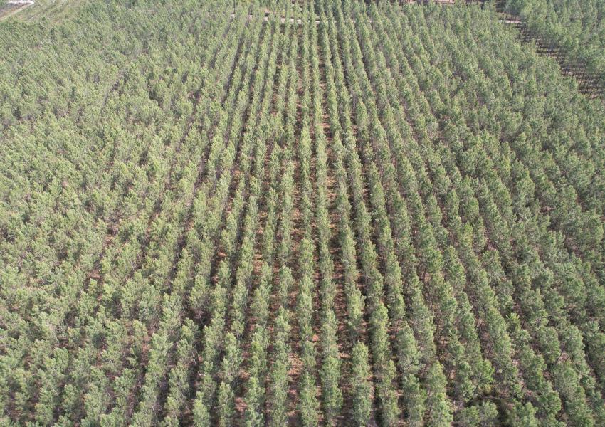 Forêt de Pins Maritimes dans Les Landes
