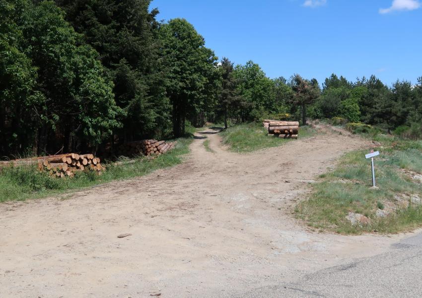 Forêt de Production en Ardèche