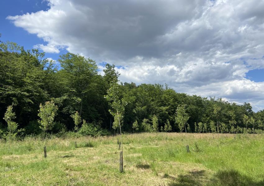 Propriété forestière dans le Lot-et-Garonne