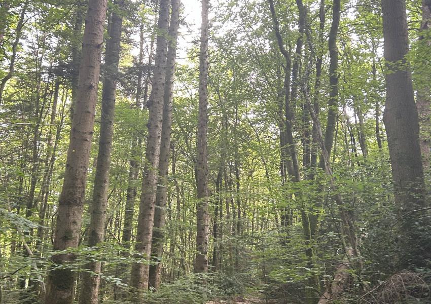 Forêt de production en Bretagne