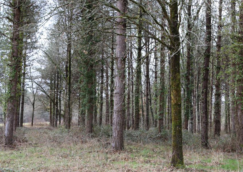 Domaine forestier avec bâtis en Dordogne