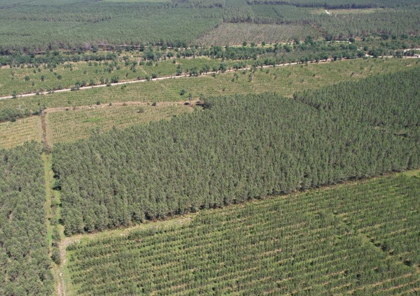 Forêt de Pin Maritime vers Bordeaux