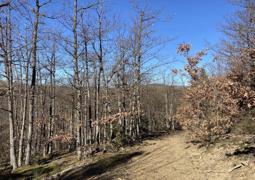 Forêt à haute valeur environnementale en Haute-Loire