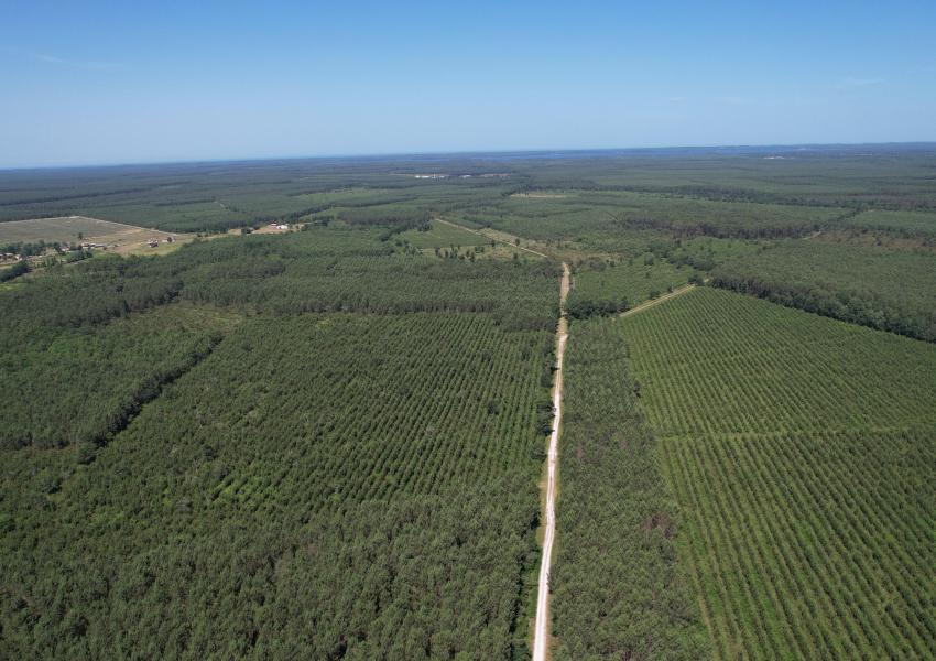 Forêt de Pin Maritime vers Bordeaux