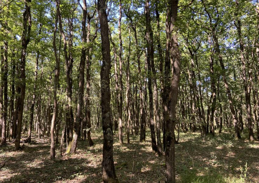 Propriété Forestière aux portes de Toulouse