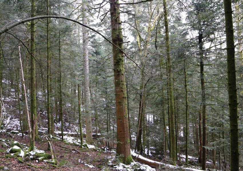 Forêt avec ferme à rénover proche du ballon d’Alsace