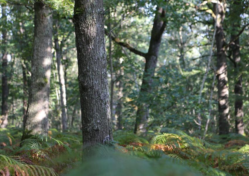 Propriété forestière en Sologne Bourbonnaise