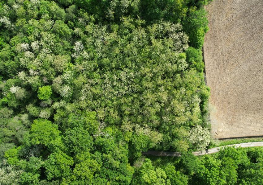 Peupleraie dans les Landes de Chalosse